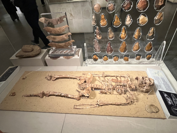 NMEC: 35,000 year old skeleton and hand axes