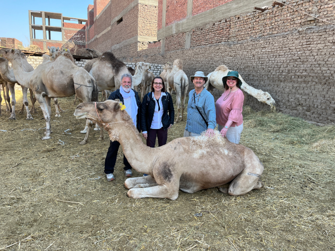 Camels in Daraw