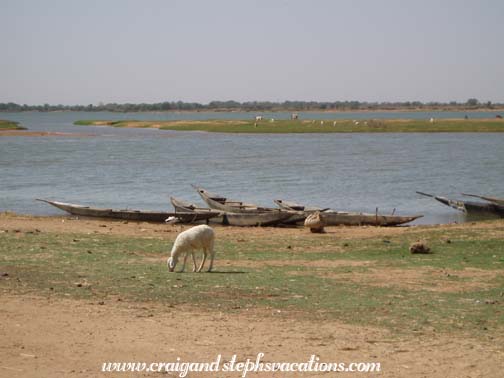 Sheep graze near the Niger, Segoukoro