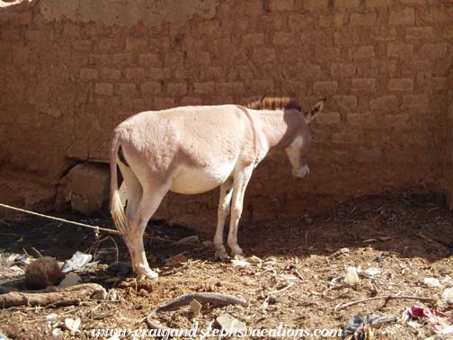 Donkey, Segoukoro