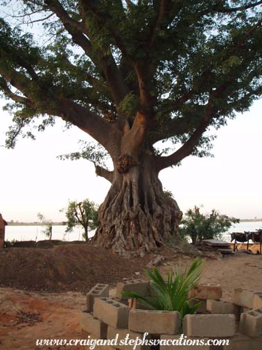 Tree by the Niger