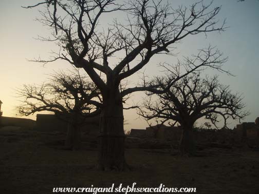 Boabob trees in Sangha