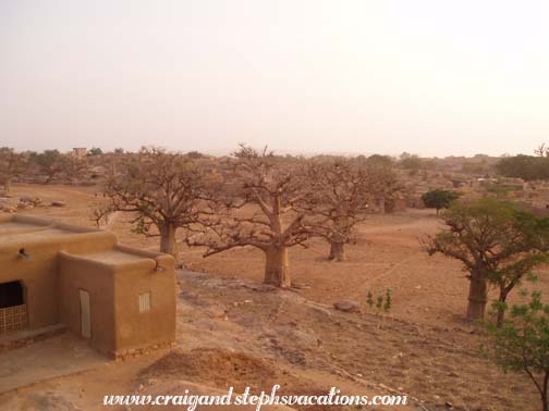 Boabab trees, Sangha