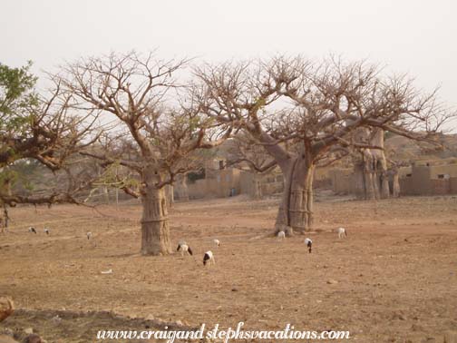 Goats and baobabs