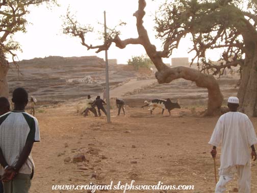 Dogon men wrangling a bull