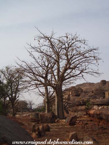 Baobab tree