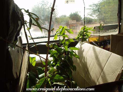 Tree transport in the Bouba Car