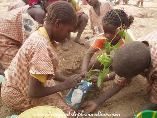 Students plant trees