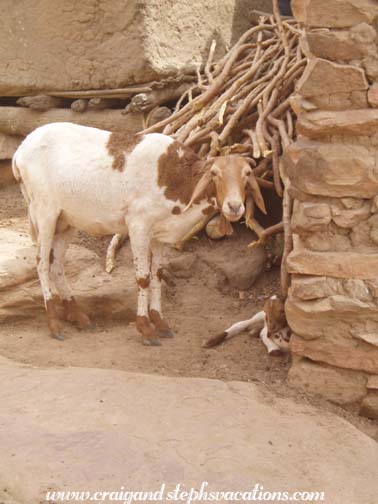 Mother and baby goat