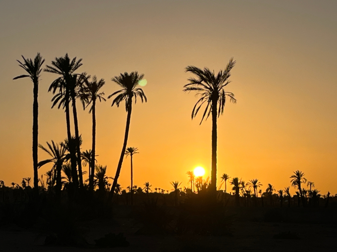 Sunset at the Palmeraie on our sidecar tour