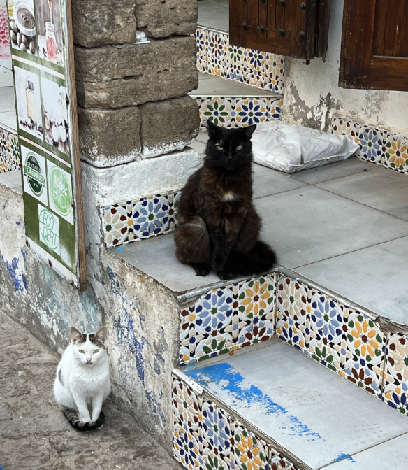 Essaouira street cats