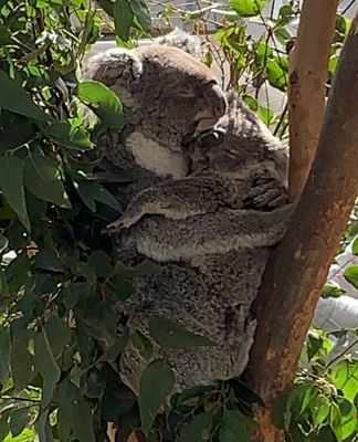 Mummy koala and bubby Kalina