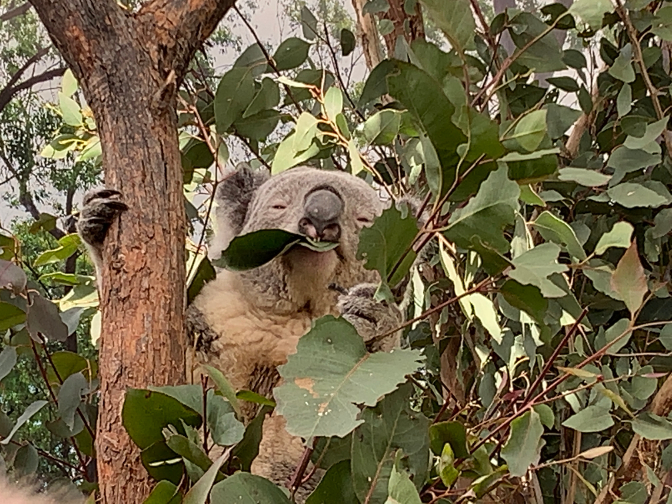 Hungry koala