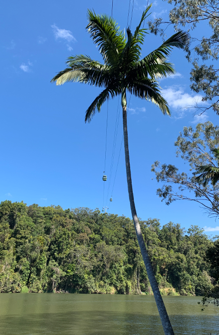 SkyRail gondolas viewed from the Kuranda River Walk