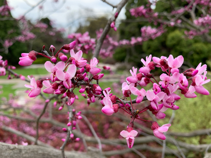 Pioneer Women's Memorial Garden