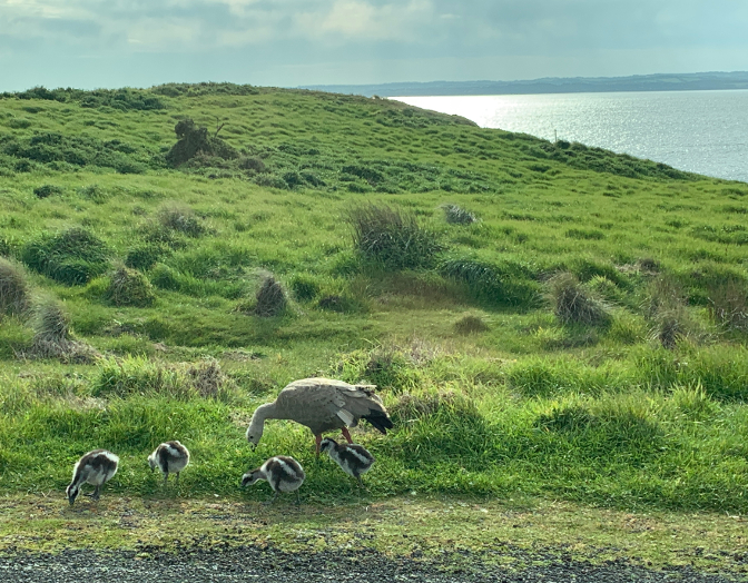 Cape Barren goose and chicks, the Nobbies, Phillip Island