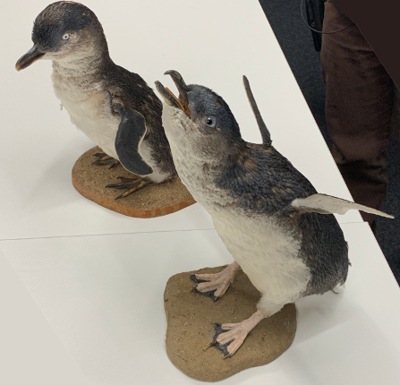 Taxidermied little penguins