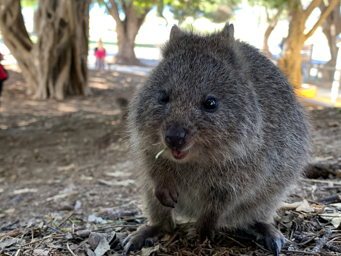 Quokka