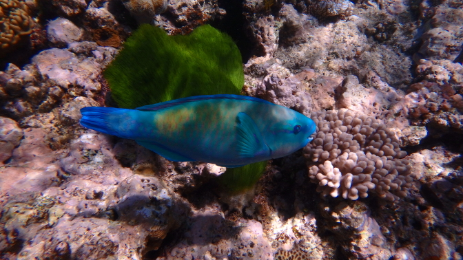 Parrot fish