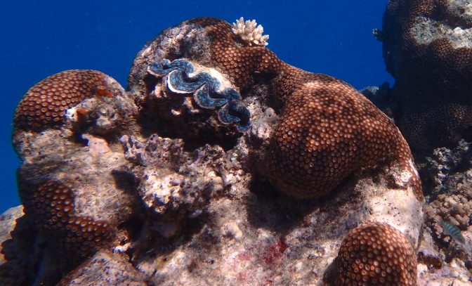 Giant clam