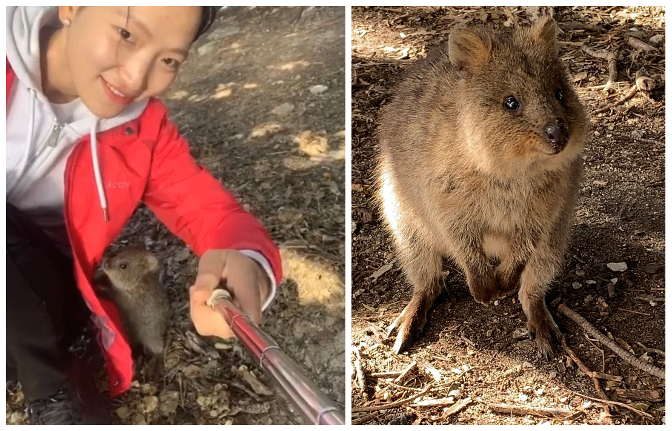 Sonam Choki with a Quokka