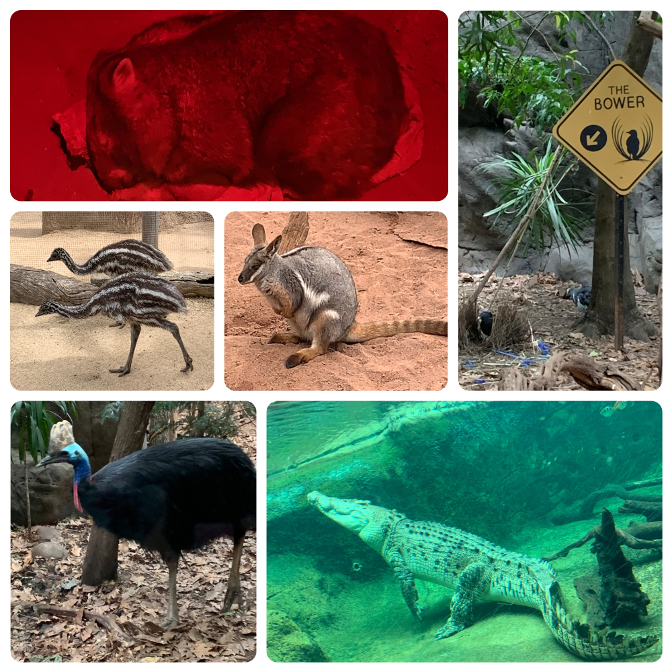 Ringo the Wombat, Satin Bower Bird, Baby Emus, Wallaby, Southern Cassowary, Rocky the Saltwater Crocodile