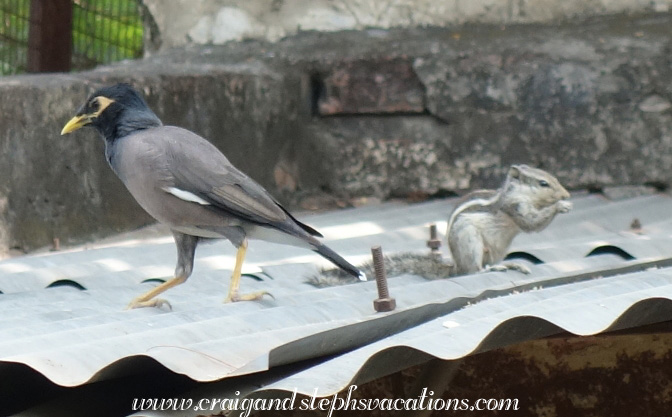 Common myna and squirrel