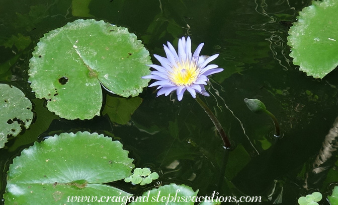 Water lily