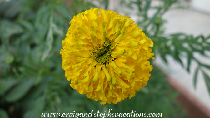 Marigold