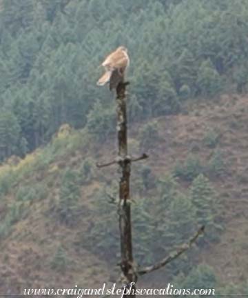 Falcon viewed from the chorten