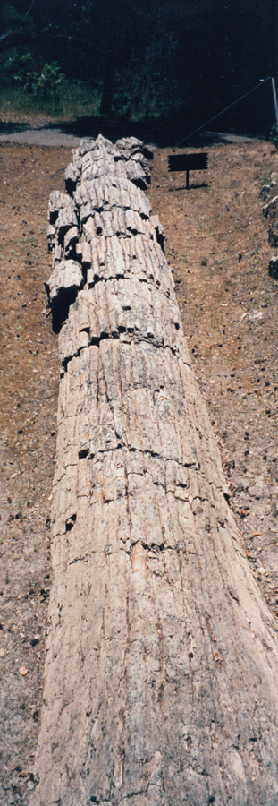 Petrified Forest