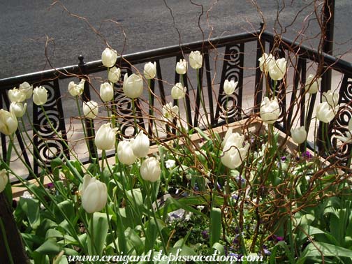 Tulips on Michigan Ave