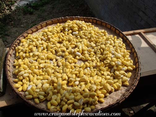 Yellow cocoons