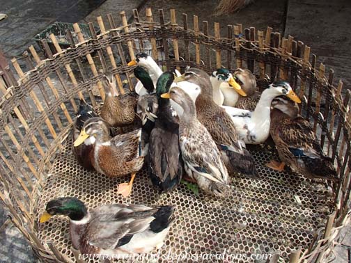 Ducks, Kaili Sunday market