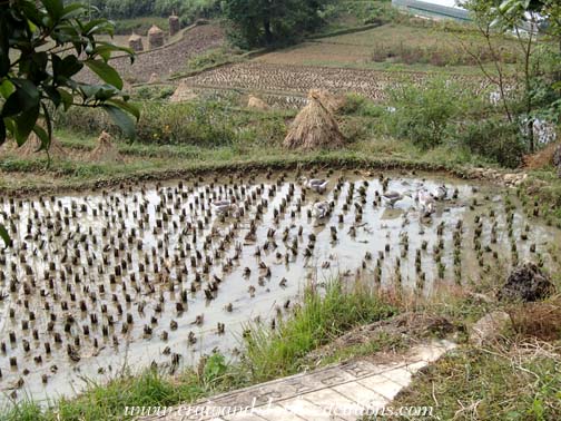 Geese in rice paddies