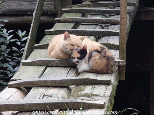 Lang De Village - Cats who remind us of Inca and Maya