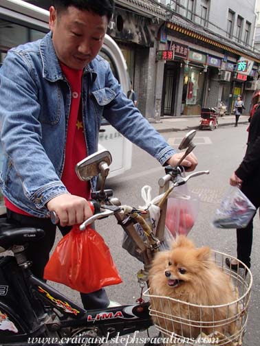 Man takes his dog for a bike ride in the Muslim Quarter