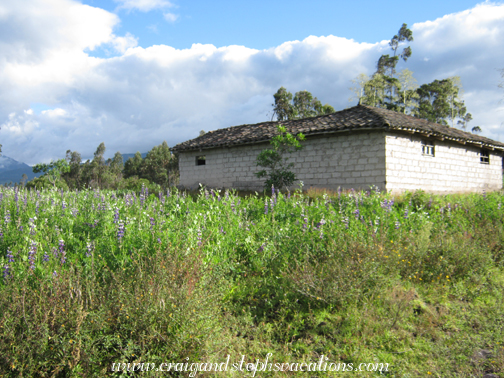 House among a field of lupins