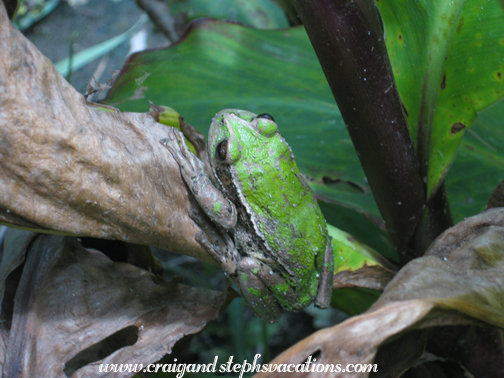 Frog at ethnobotanical nursery