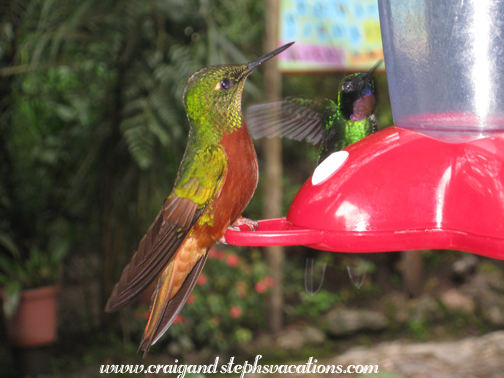 Hummingbird at Guango Lodge