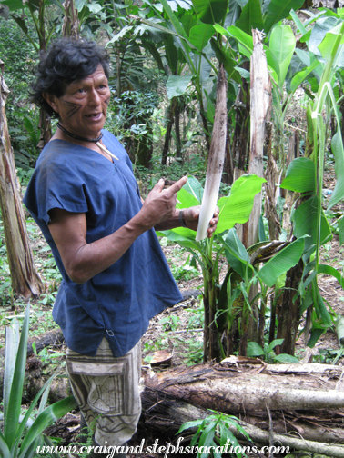 Carlos harvests a palm tree