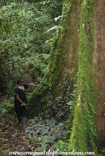 Jungle trees dwarf Carlos