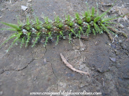 assassin caterpillar?