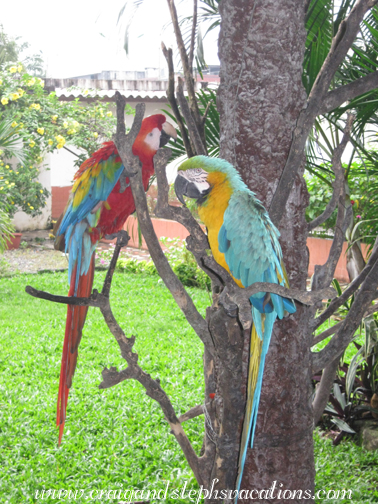 Macaws at Hotel El Auca