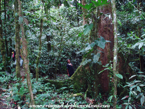 Jungle vegetation