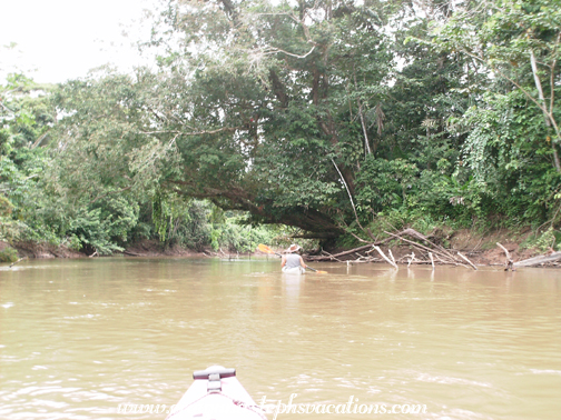 Kayaking under overhanging trees