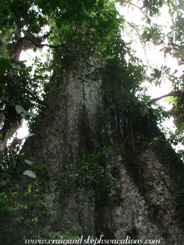 The giant ceiba tree