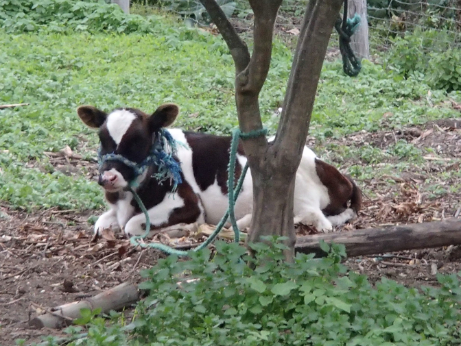 The family's baby cow