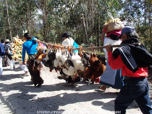 Parade - carrying the roosters