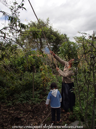 Aida picks guaba fruit